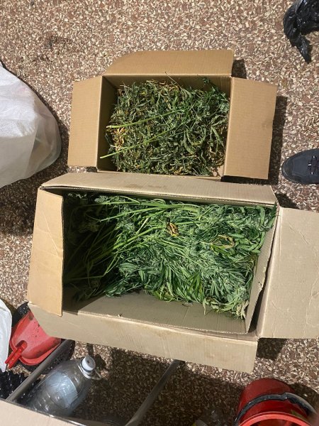 В Еманжелинске полицейские изъяли 700 граммов марихуаны