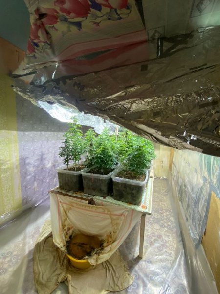 Полицейские Еманжелинского района изъяли марихуану и 40 кустов конопли
